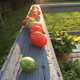 Grew these, too.